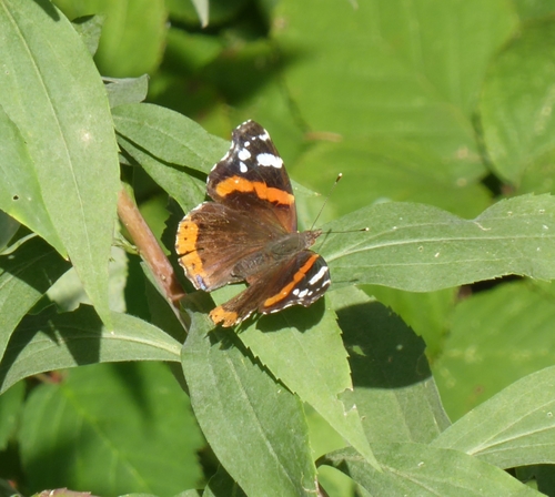 Red Admiral