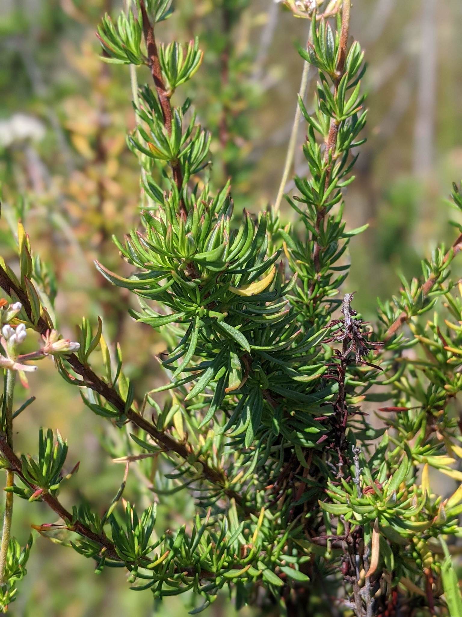 Eriogonum fasciculatum var. fasciculatum