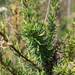 Coastal California Buckwheat - Photo (c) Don Rideout, some rights reserved (CC BY-NC), uploaded by Don Rideout