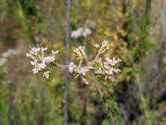 Eriogonum fasciculatum fasciculatum