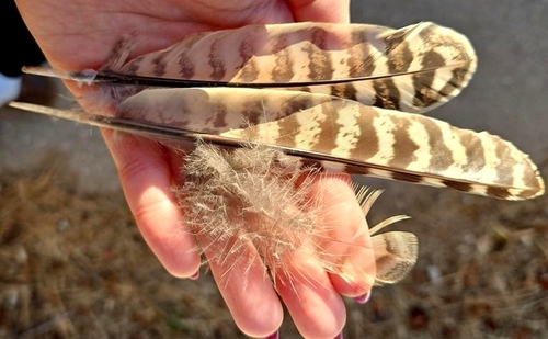 Ring-necked Pheasant