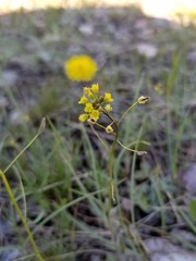 Draba nemorosa