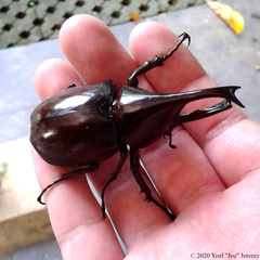 Xylotrupes gideon gideon