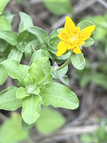 Shortleaf Jefea