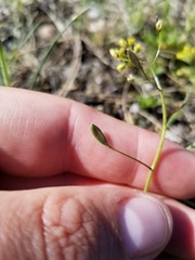 Draba nemorosa