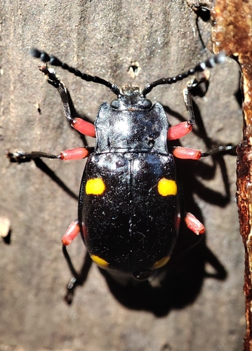 Eumorphus, 2026-09-27