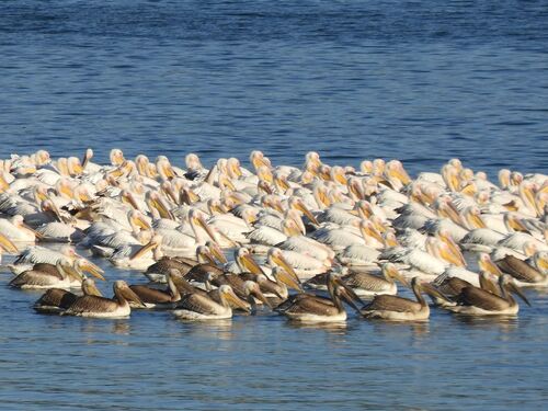 iNaturalist image