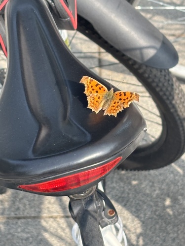 Asian Comma