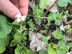 Viola canadensis