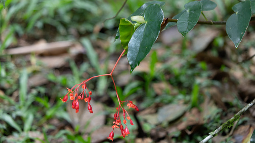 Begonia coccinea observed 2026-10-17