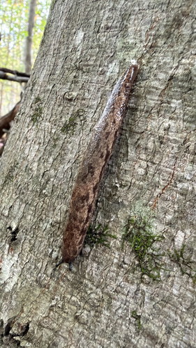 Megapallifera mutabilis, 2026-10-17