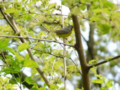 Cardellina canadensis