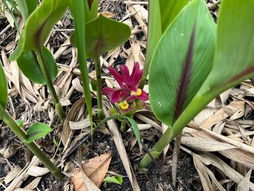 Curcuma observed 2026-10-11