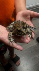 Lithobates heckscheri