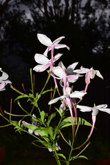 Jasminum officinale