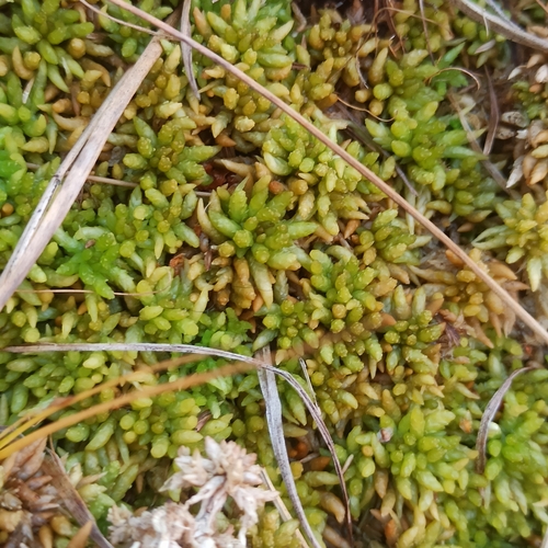 Sphagnum papillosum observed 2026-10-19