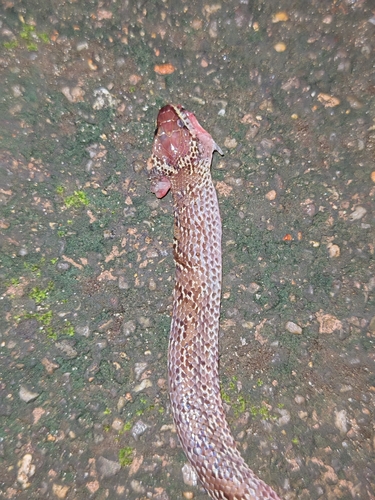 Lycodon capucinus observed 2026-10-19
