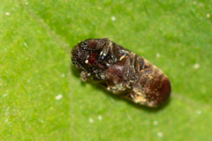 Trixagus dermestoides