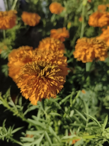 Tagetes erecta observed 2026-10-18