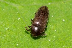 Trixagus dermestoides