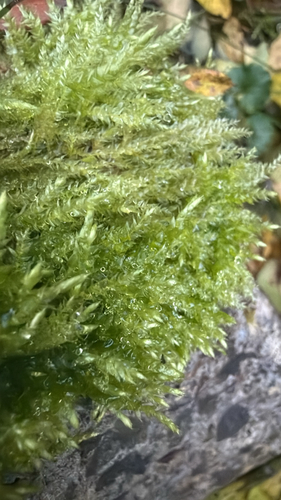 Brachythecium rutabulum observed 2026-10-19
