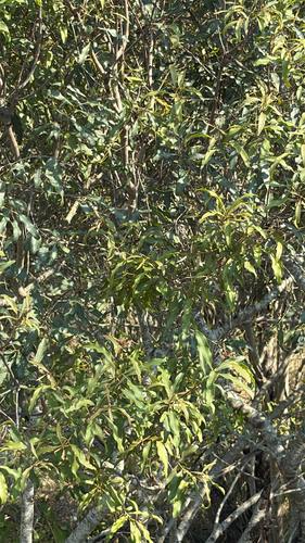 Embelia observed 2026-10-19