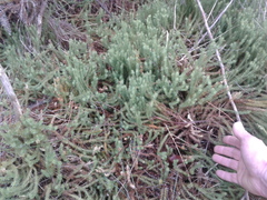 Lateristachys lateralis