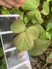 Desmodium rotundifolium