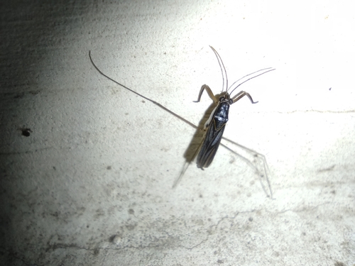 Limnogonus observed 2026-10-19
