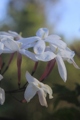 Jasminum officinale