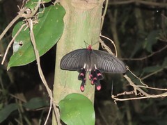 Byasa polyeuctes termessus