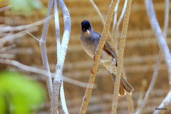 Hypsipetes madagascariensis