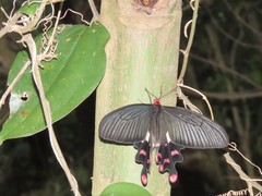 Byasa polyeuctes termessus