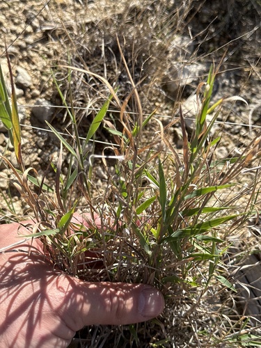 Dichanthelium oligosanthes, 2026-10-19