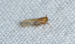 Pareuidella