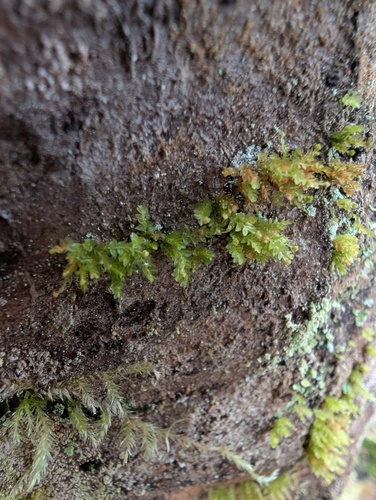 Tetraphis pellucida observed 2026-10-19