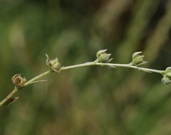 Plagiobothrys acanthocarpus