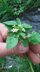 Nasturtium officinale