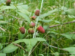 Rubus glaucus