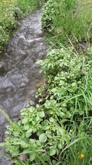 Nasturtium officinale