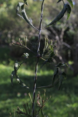 Jasminum officinale