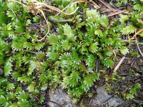 Fissidens dubius observed 2026-10-15