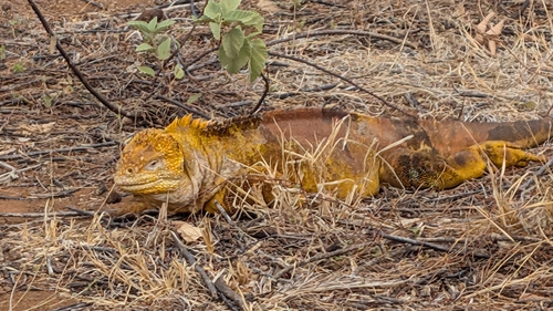 Conolophus subcristatus, 2026-10-19