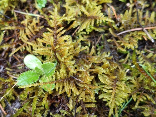 Palustriella commutata observed 2026-10-15