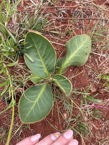 Piloselloides hirsuta observed 2026-10-19