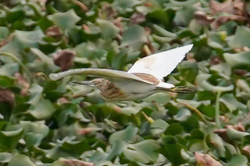 iNaturalist image