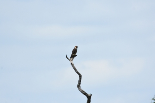 iNaturalist image