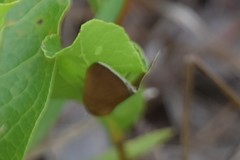 Argyrostrotis quadrifilaris