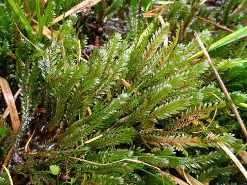 Fissidens adianthoides observed 2026-10-15