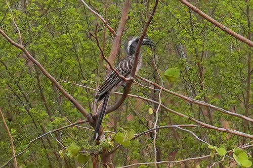 iNaturalist image